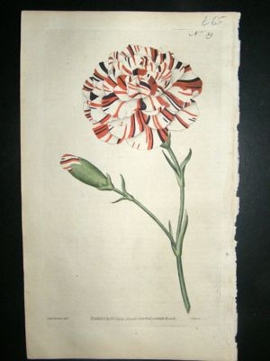Botanical Print 1787 Franklin's Tartar #39, Curtis hand