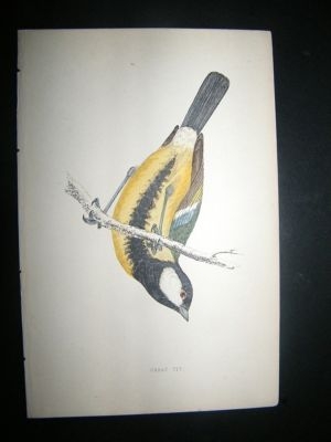 Bird Print: 1867 Great Tit, Morris Hand Col