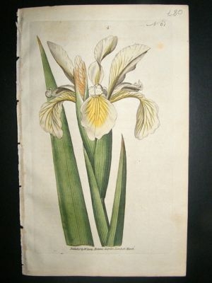 Botanical Print 1788 Tall Iris #61, Curtis hand col'