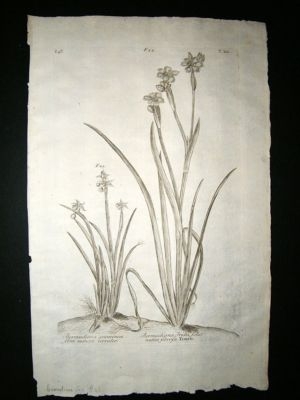 Dillenius 1774 Folio Botanical Print. Bermudian Iris 41