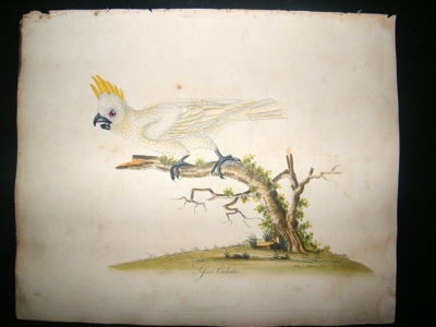 William Hayes: 1817 Lesser Cockatoo, Hand Col Bird