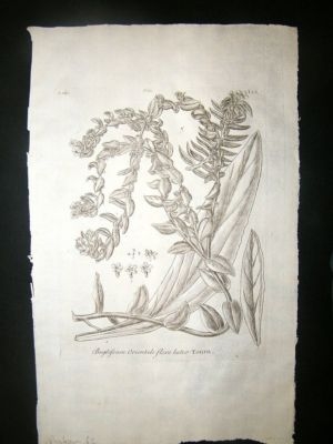 Dillenius 1774 Folio Botanical Print. Buglossum 62