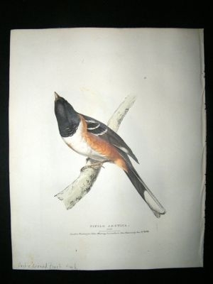 Swainson 1831 Arctic Ground Finch, Canada Bird Print