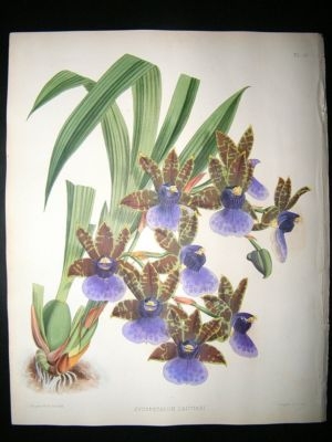 Fitch And Warner Orchid Album: 1880's Zygopetalum Gautieri 28. Hand Coloured, Bo
