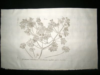 Dillenius 1774 Folio Botanical Print. Geranium 135