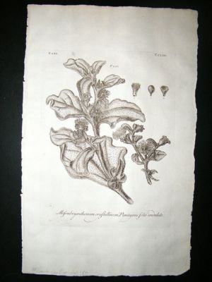 Dillenius 1774 Folio Botanical Print. Mesembryanthemum 180