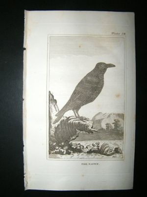 Bird Print: 1812 The Raven, Buffon, Antique