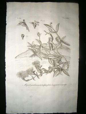 Dillenius 1774 Folio Botanical Print. Mesembryanthemum 182