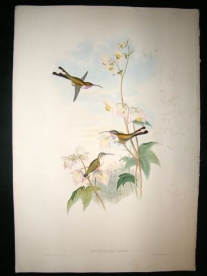 Gould Family of Hummingbirds: C1860 Cora's Shear Tail. Folio Hand Col