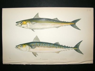 Fish Print: 1869 Dotted Mackarel, Couch