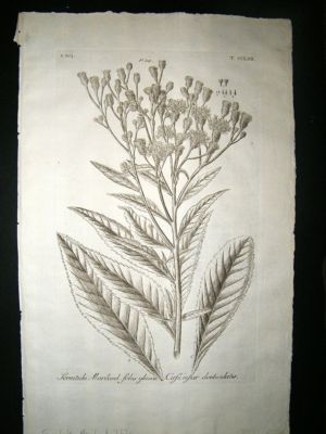 Dillenius 1774 Folio Botanical Print. Serratula Mariland 262