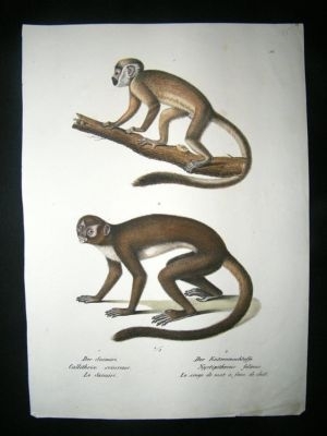 Schinz: 1820's Hand Coloured Print, Monkeys, Plate 11.