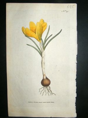 Botanical Print 1787 Spring Crocus #45, Curtis hand col