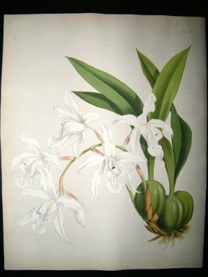Fitch And Warner Orchid Album: 1880's Coelogyne Cristata Alba 54. Hand Coloured,