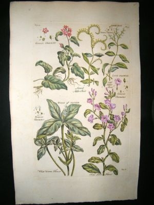 Hill:C1760 Folio Botanical Love-Flower, Hand Col.