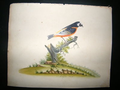 William Hayes: 1817 Angola Finch, Hand Col Bird