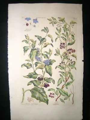 Hill:C1760 Folio Botanical.  Nightshade.