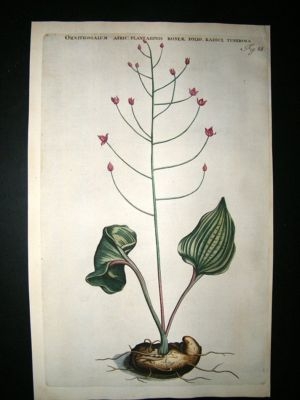 Commelin 1697 Botanical. Ornithogalum Afric Plantaginis Roseae 88