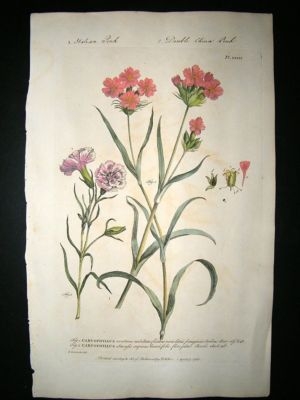 Miller: 1760 Folio Hand Col Botanical. Caryophyllus. Antique Print