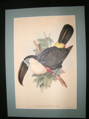 Gould Family of Toucans: 1852 Lemon-Rumped Toucan H/C