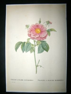 Redoute: C1820s Botanical. Provins Marbre Rose HC