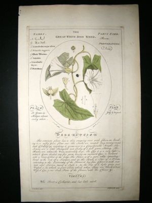 Sheldrake: 1759 Medical Botany. Great White Bind Weed. Hand Col