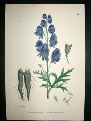 Botanical Print 1899 Common Monkshood, Sowerby Hand Col