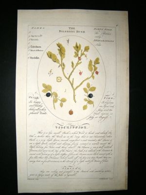 Sheldrake: 1759 Medical Botany.Bilberry Bush. Hand Col Print