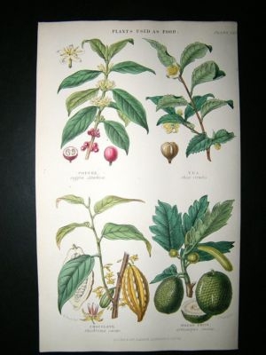 Rhind: 1855 Hand Col Botanical Print. Food Plants. Coffee, Tea, Chocolate