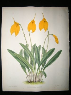 Fitch And Warner Orchid Album: 1880's Masdevallia Davisil 76. Hand Coloured, Bot
