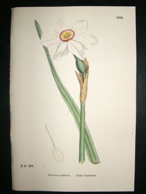 Botanical Print 1899 Poet's Narcissus, Sowerby Hand Col