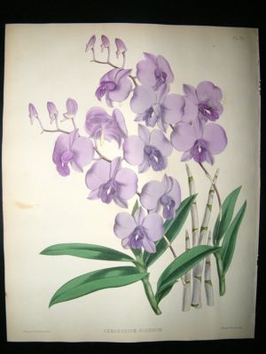 Fitch And Warner Orchid Album: 1880's Dendrobium Bigibbum. Hand Coloured, Botani