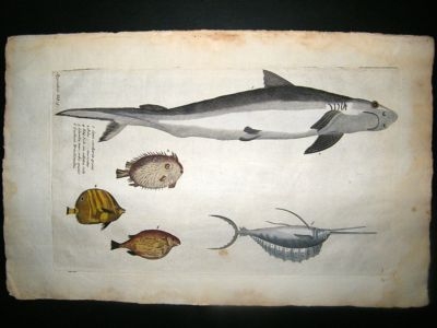 Willughby & Ray 1686 Folio Hand Col Fish Print. Great White Shark & Sailfish