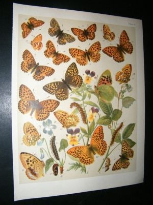 Kirby 1907 Nymphalidae Butterflies 6. Antique Print