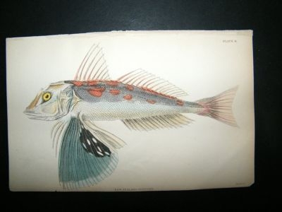 New Zealand Gurnard Fish: C1840 Hand Col Print, Jardine