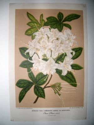 Botanical Print: C1860 Azalea, Rhododendron, Stroobant/