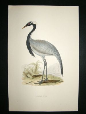 Bird Print: 1891 Numidian Crane, Morris, hand coloured