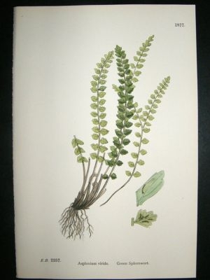 Botanical Print 1899 Green Spleenwort Fern, Sowerby Han