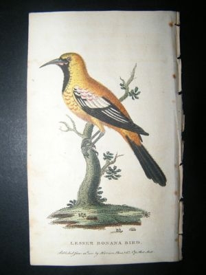 Bird Print: 1800 Lesser Bonana Bird