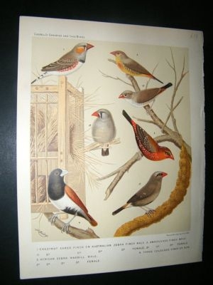 Bird Print 1880 Australian Zebra Finch, Waxbill etc