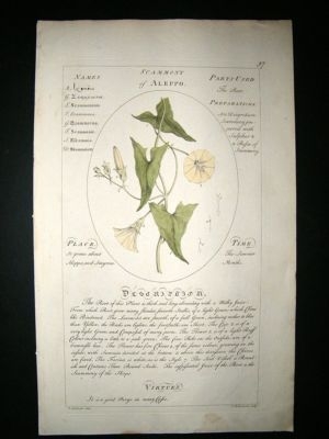 Sheldrake: 1759 Medical Botany. Scammony of Aleppo. Hand Col