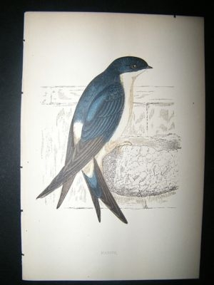 Bird Print: 1867 Martin, Morris Hand Col