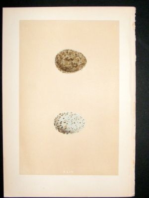 Bird Egg Print 1875 Crow, Morris Hand Col