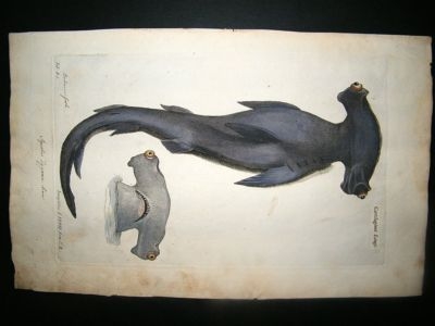 Willughby & Ray 1686 Folio Hand Col Fish Print. Hammerhead Shark. Antique