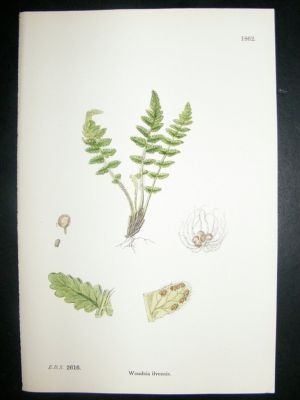Botanical Print 1899 Woodsia Ilvensis Fern, Sowerby Han