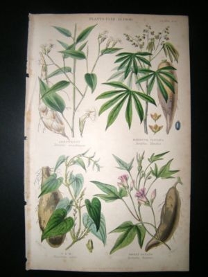 Botanical Print: 1855 Food Plants, Potato, Yam, Hand Co