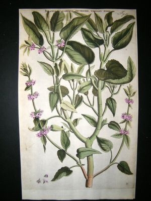 Commelin 1697 Hand Col Botanical. Stachys Canariensis 99