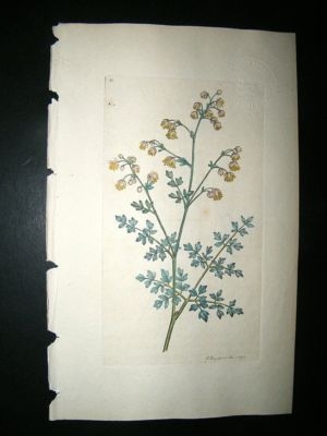 Botanical Print: 1791 Lesser Meadow-Rue #11, Sowerby Ha