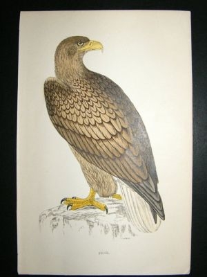 Bird Print: 1867 Erne, Morris, hand coloured