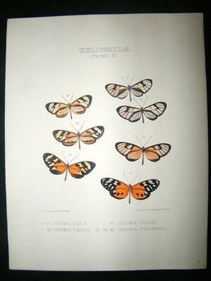 Hewitson C1860 Hand Col Butterfly Print. Ithomia Hyala